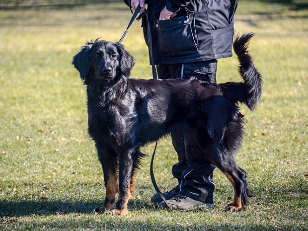 Unterordnungsworkshop mit Stephanie Ollmann