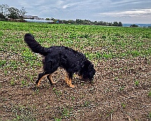 ABC_Trainingswochenende_Oktober_2025_Fährte Gruppe 2 (7)-20251019